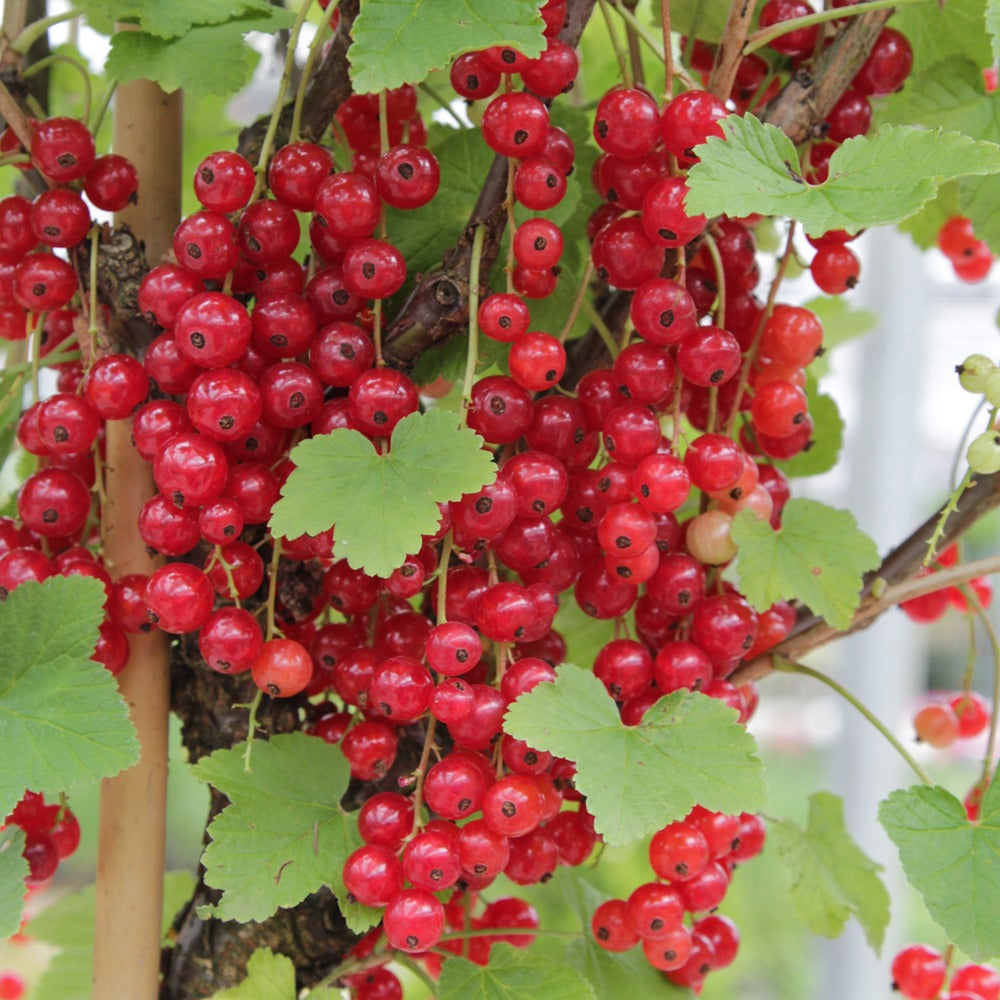 Groseillier rouge Rovada - Ribes rubrum rovada