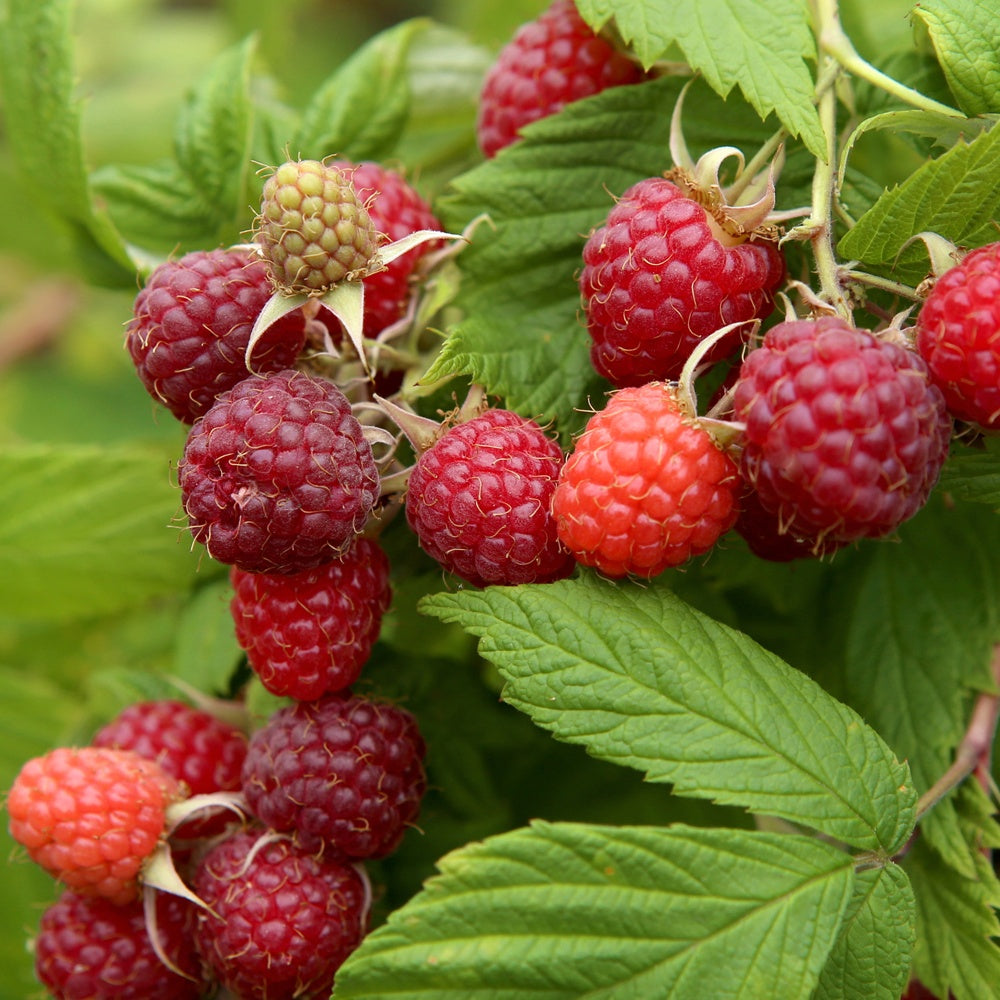 Framboisier remontant Autumn First - Rubus idaeus autumn first - Plantes