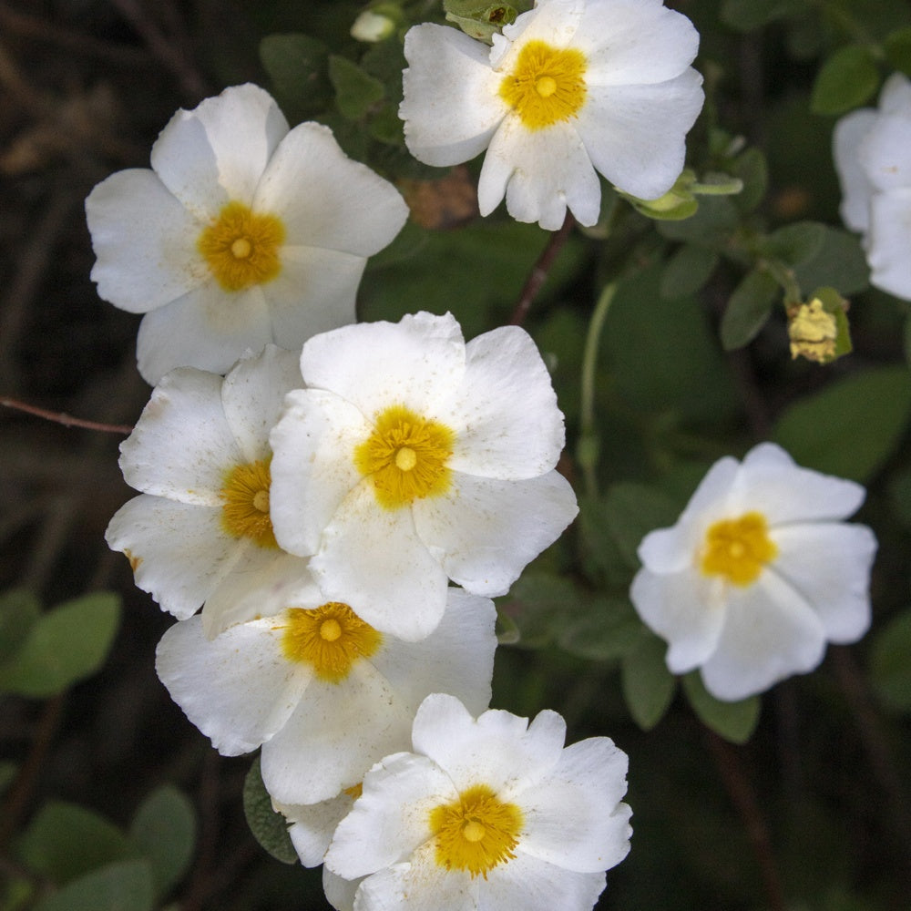 Ciste à feuille de sauge - Cistus salviifolius - Willemse