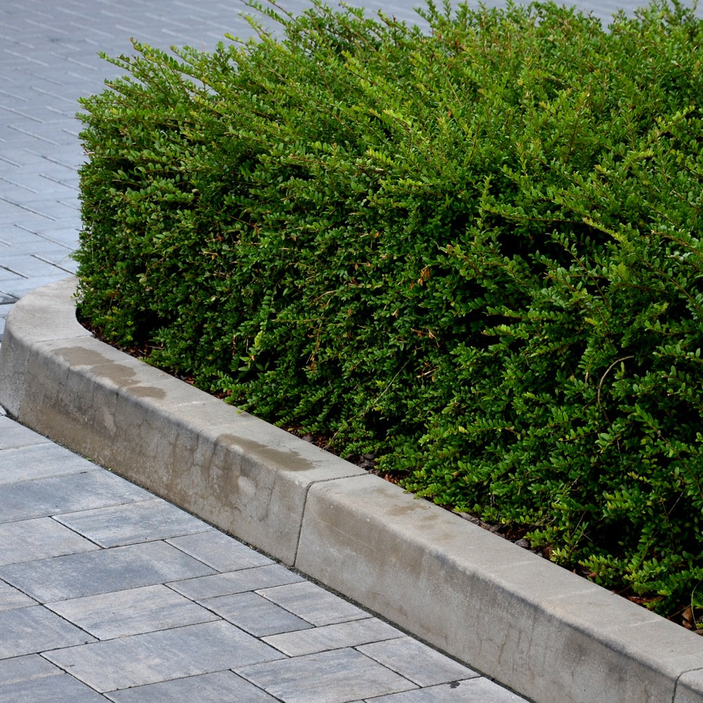 Lonicera nitida - Chèvrefeuille à feuilles de buis - Arbustes de haie