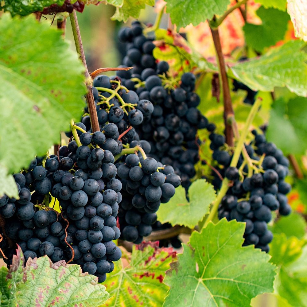 Vigne Regent - Willemse