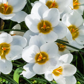 10 Crocus Ard Schenk - Willemse