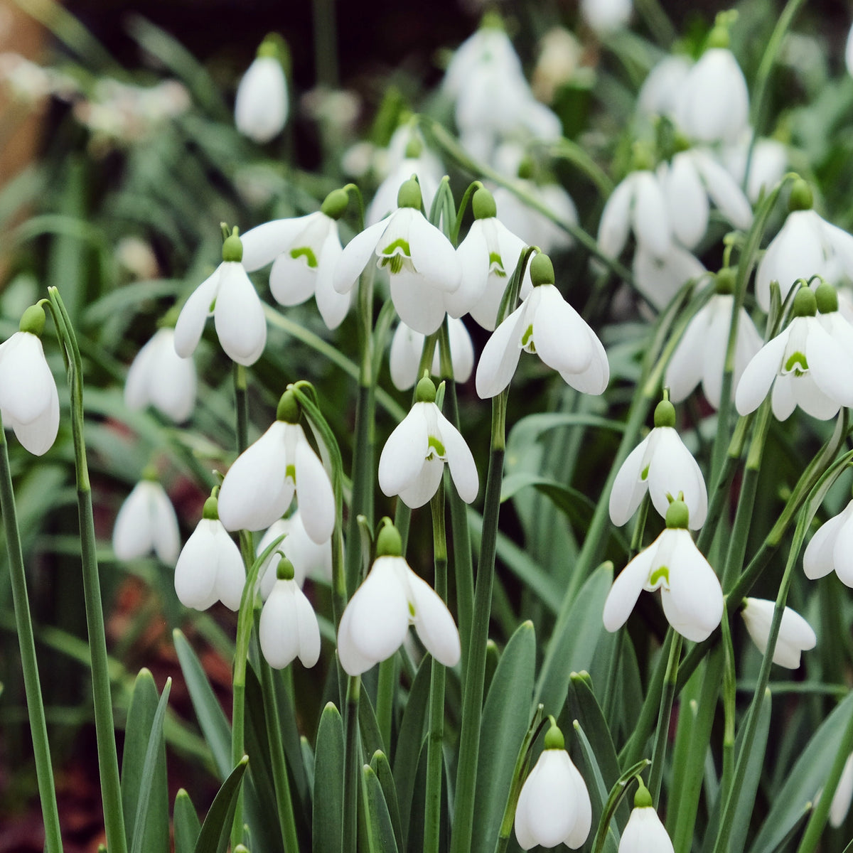 10 Perce-neige géant - Galanthus elwesii - Plantes