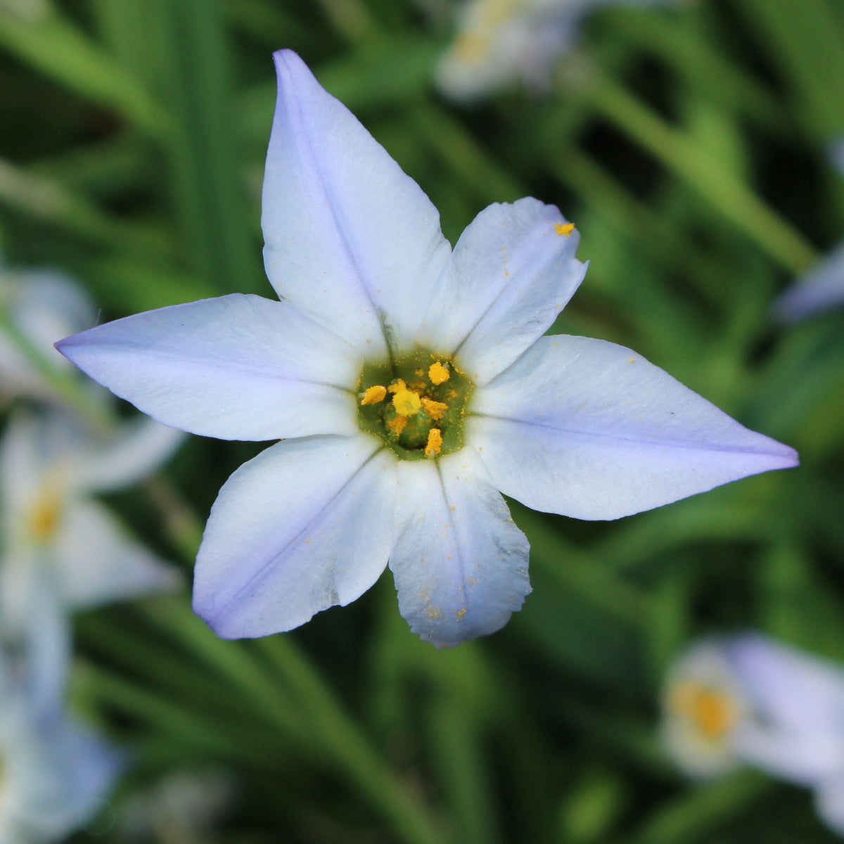 15 Etoiles de printemps Wisley Blue - Ipheion uniflorum 'wisley blue' - Willemse