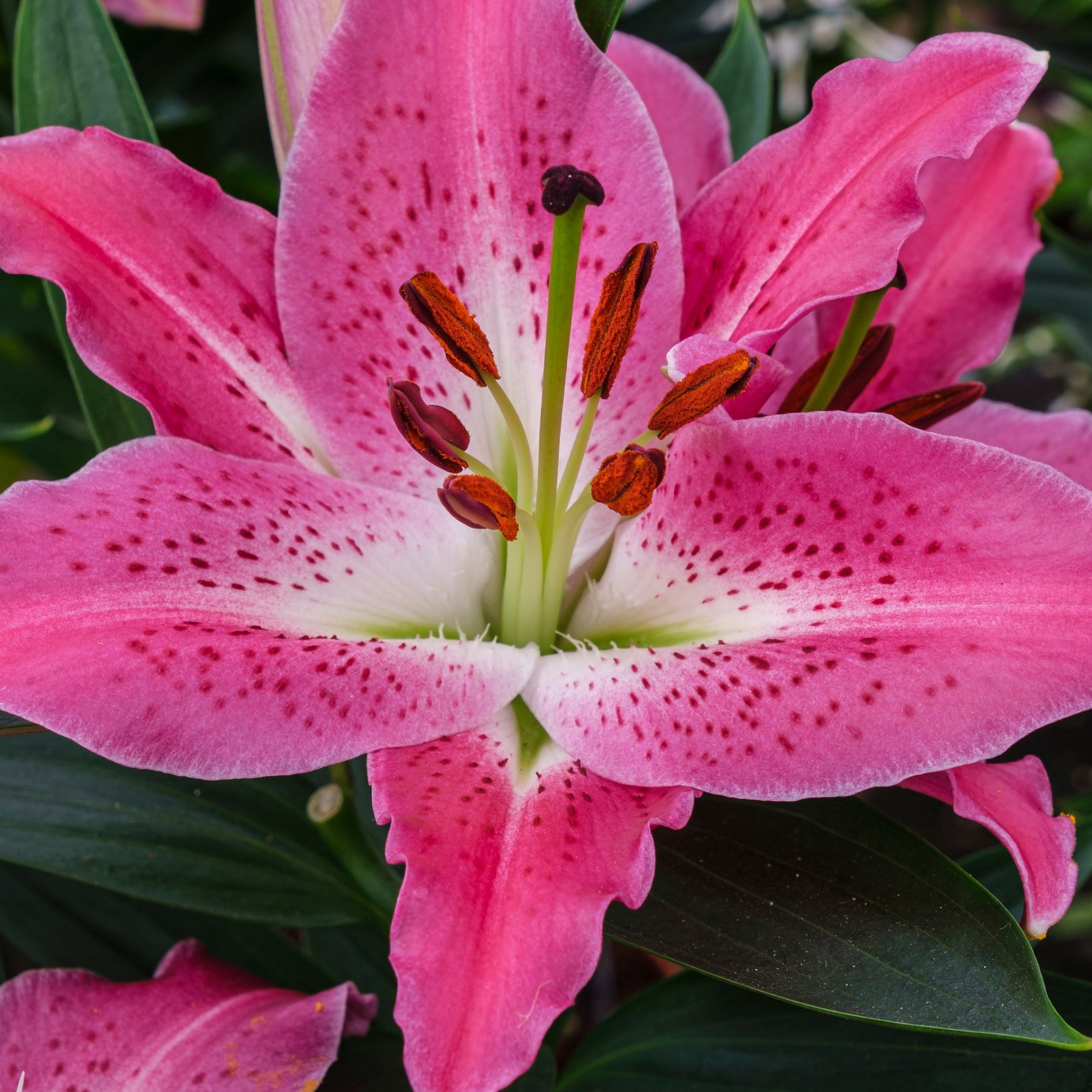 Lilium Star Gazer - 2 Lys Oriental Star Gazer - Lis - Lys