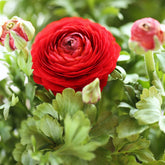 10 Renoncules rouges - Willemse