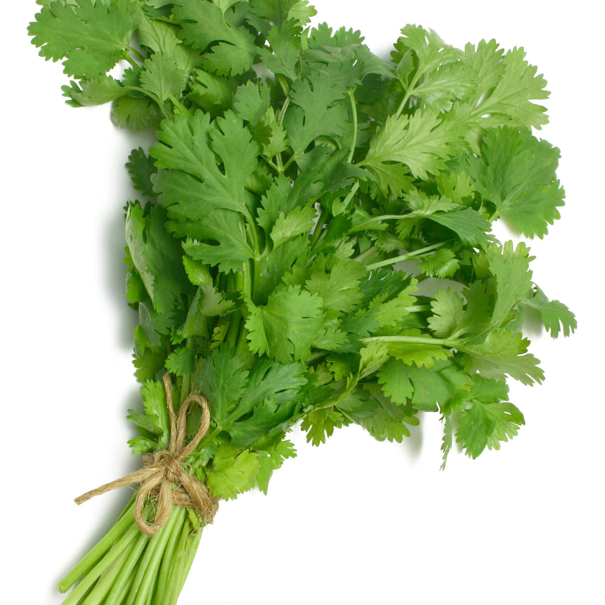 Plant de Coriandre - Willemse