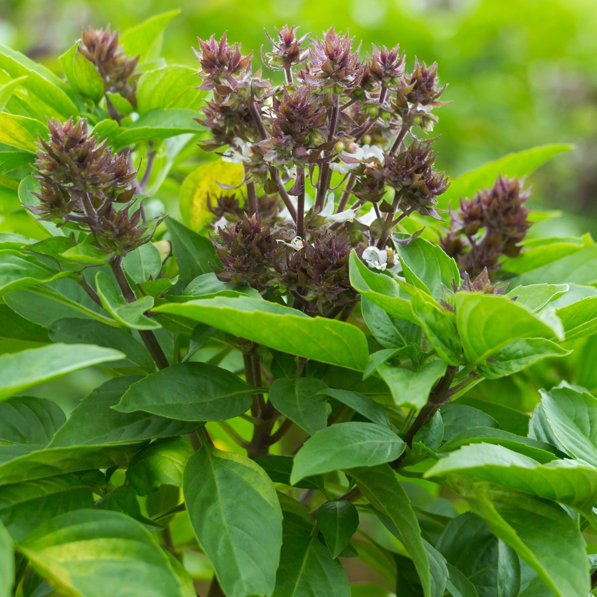 Plant de Basilic Thaï - Ocimum basilicum var. thyrsiflora - Willemse