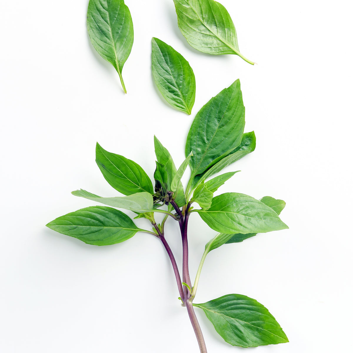 Plant de Basilic Thaï - Willemse