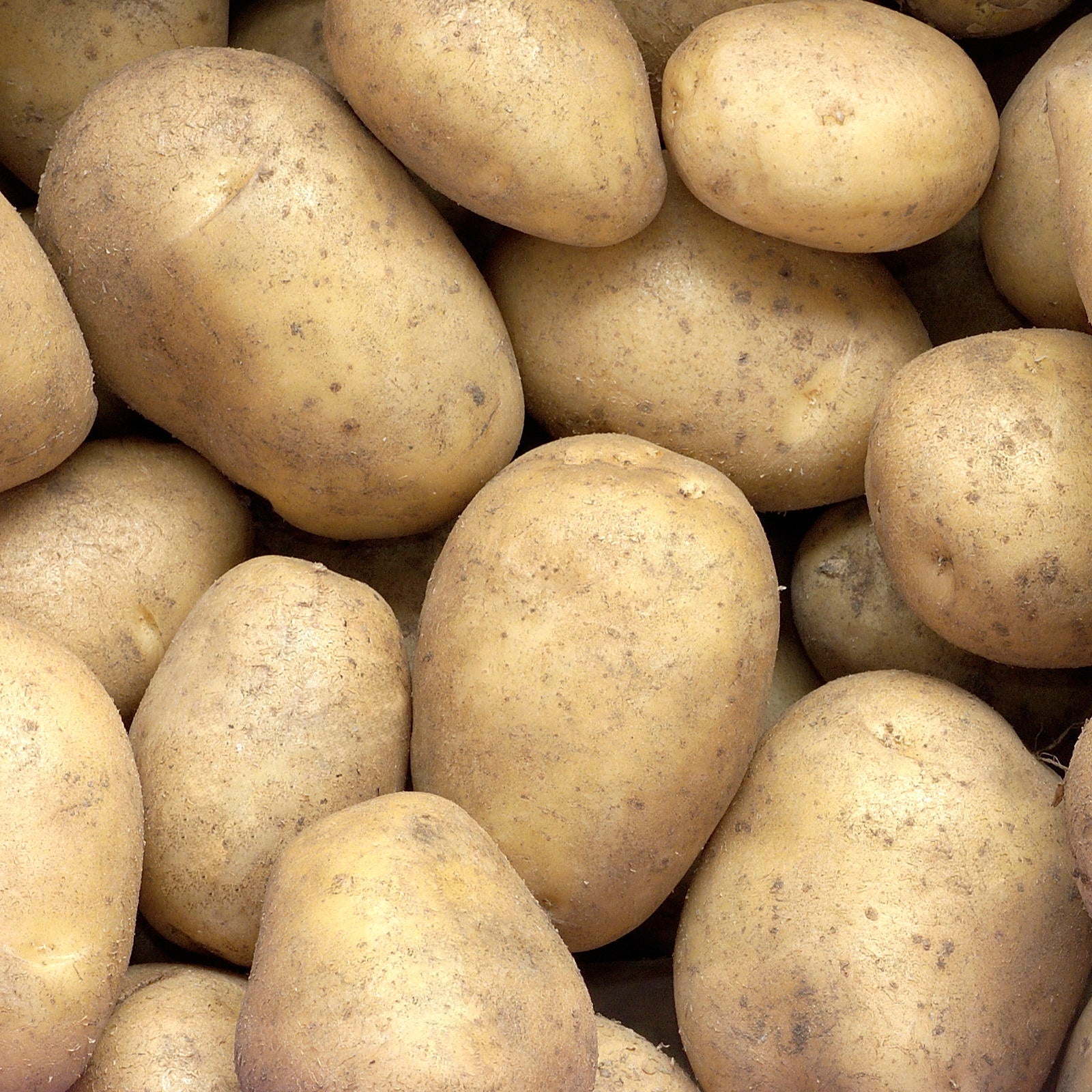 25 Pommes de terre Minette - Willemse