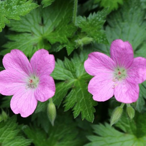 Géraniums des marais - Geranium palustre - Willemse
