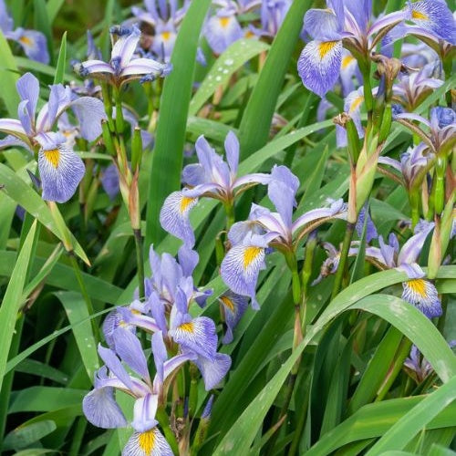 Iris versicolor - Iris versicolor - Plantes