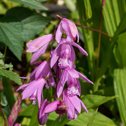 Orchidée Jacinthe - Bletilla striata - Willemse