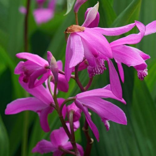 Orchidée Jacinthe - Bletilla striata - Bletilla striata - Plantes aquatiques