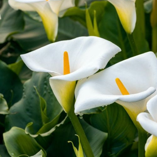 Arum blanc - Calla - Zantedeschia aethiopica - Plantes aquatiques