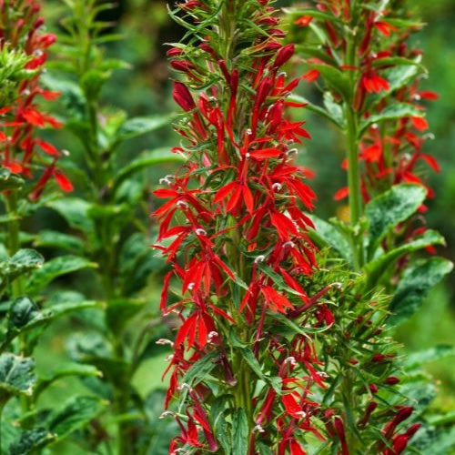 Lobélie cardinale - Plantes