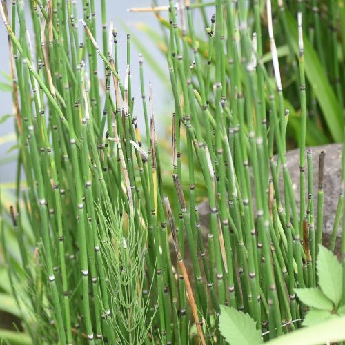 Prêle du Japon - Equisetum japonicum - Plantes