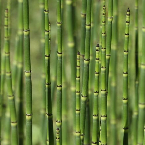 Prêle du Japon - Equisetum japonicum - Willemse