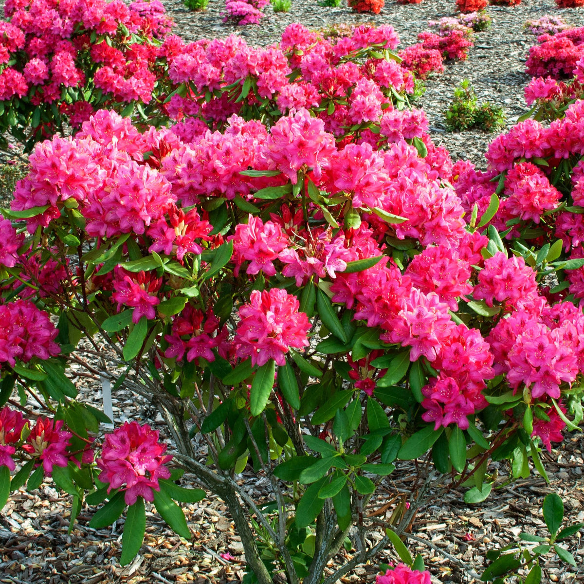 Rhododendron Nova Zembla - Rhododendron Nova Zembla - Willemse