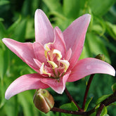 3 Lis asiatique à fleurs doubles Elodie - Willemse