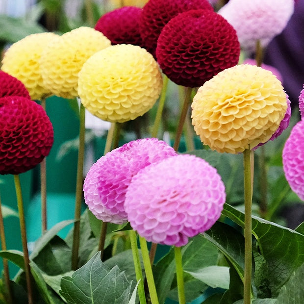 Dahlia - 5 Dahlias pompons colorés en mélange - Dahlia