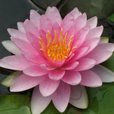 Nénuphar Hollandia - Willemse