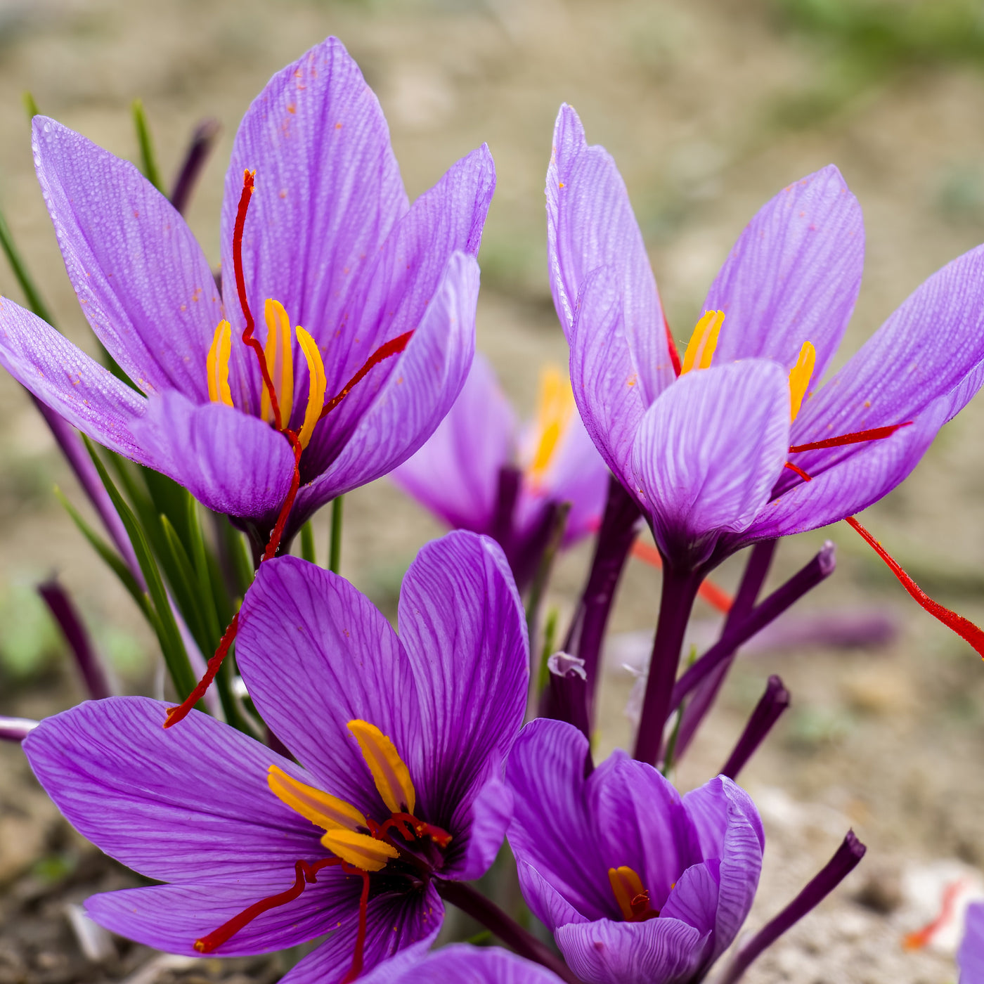 10 Crocus safran - Willemse