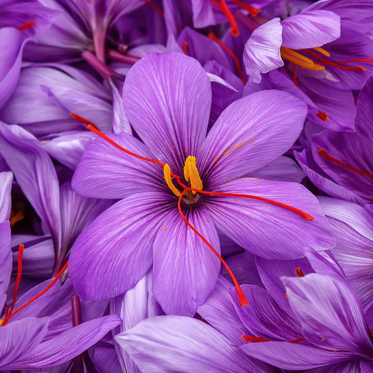 10 Crocus safran - Crocus sativus - Willemse