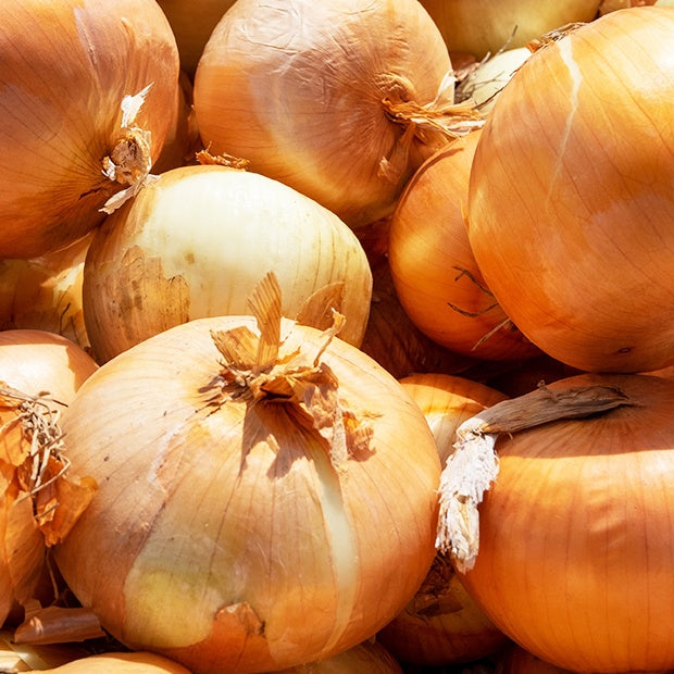 Echalote Golden Gourmet - Allium ascalonicum golden gourmet - Willemse