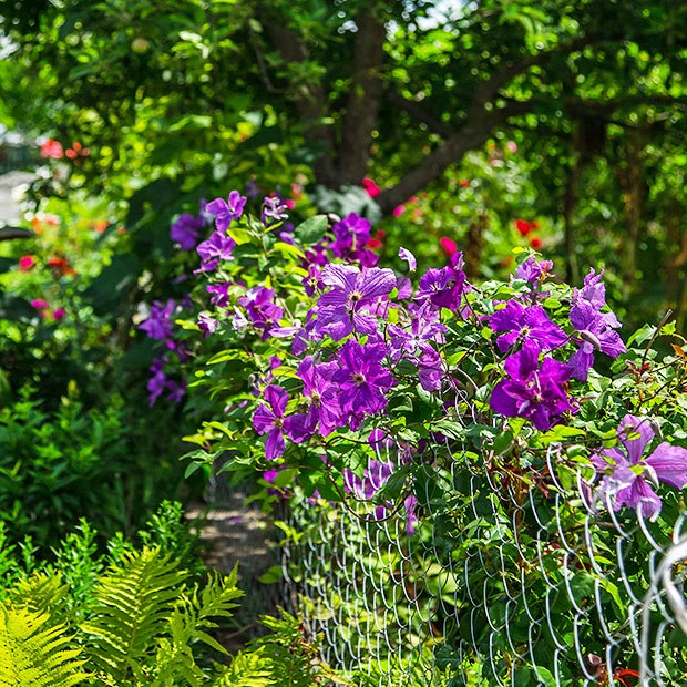 Clématite Président - Clematis Président - Willemse