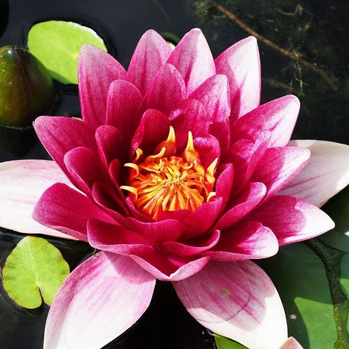 Nénuphar Attraction - Nymphaea 'Attraction' - Willemse
