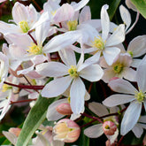 Clématite du Père Armand Apple blossom - Willemse