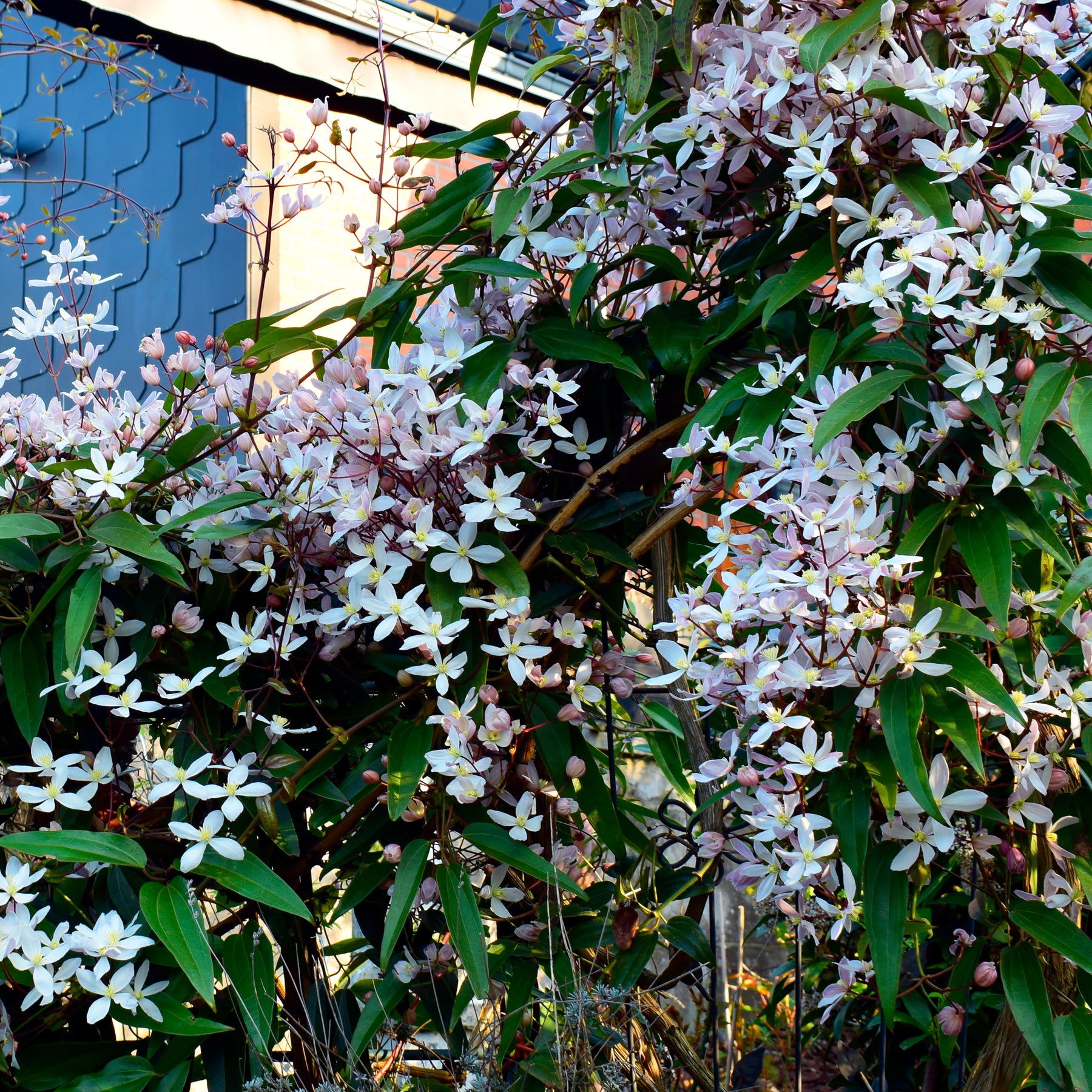 Clematis armandii Apple Blossom - Clématite du Père Armand Apple blossom - Clématites