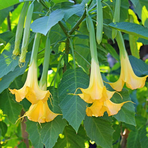 Brugmansia - Brugmansia tricolore rose, blanc, jaune - Brugmansias