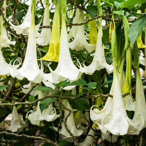 Brugmansias - Brugmansia tricolore rose, blanc, jaune - Brugmansia
