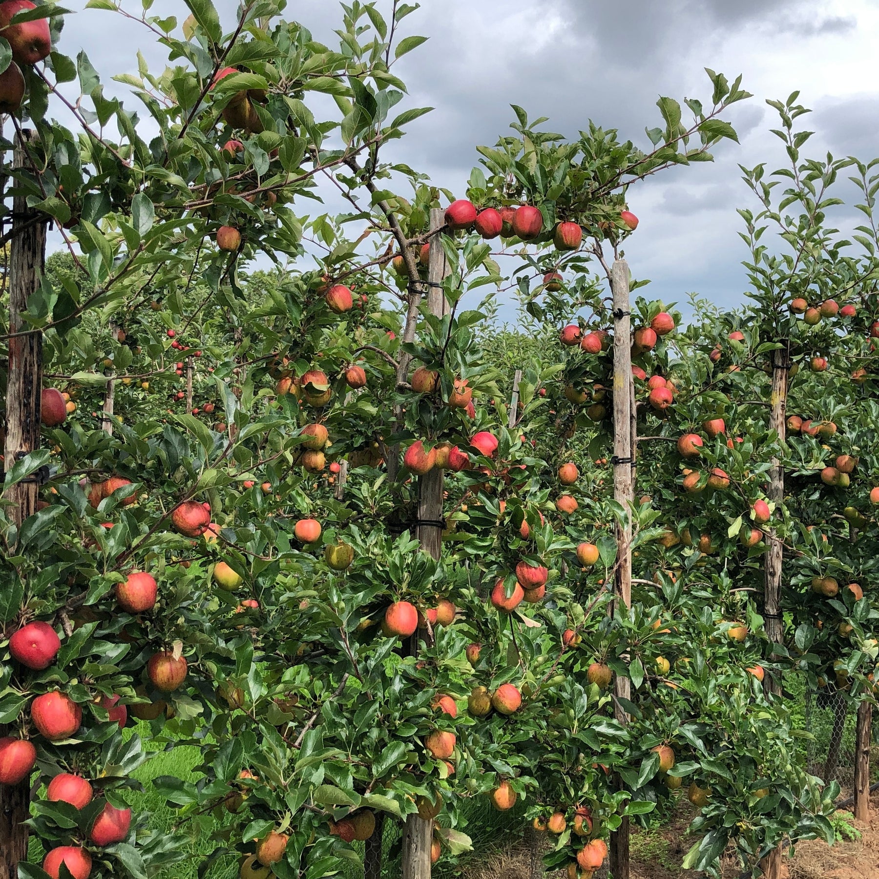 Pommier - Pommier Gala - Malus domestica Gala
