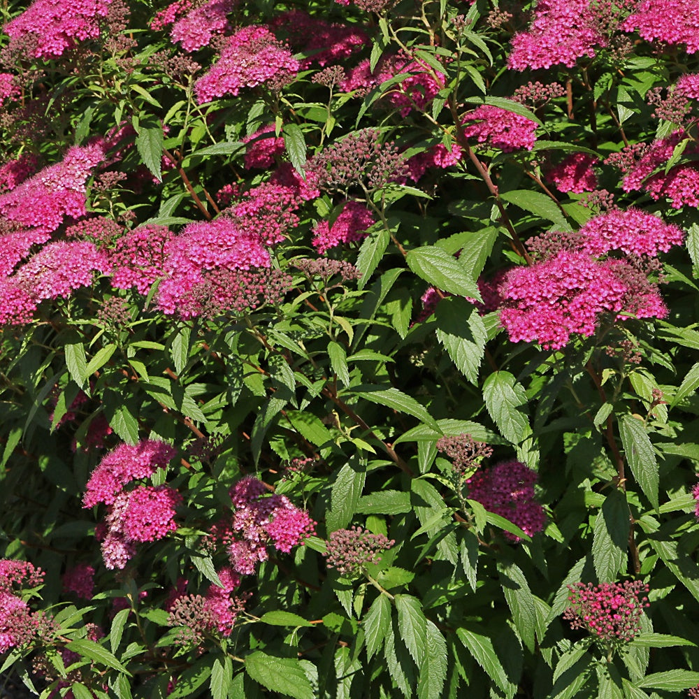 Spirée du Japon Anthony Waterer - Spiraea japonica anthony waterer - Spirées