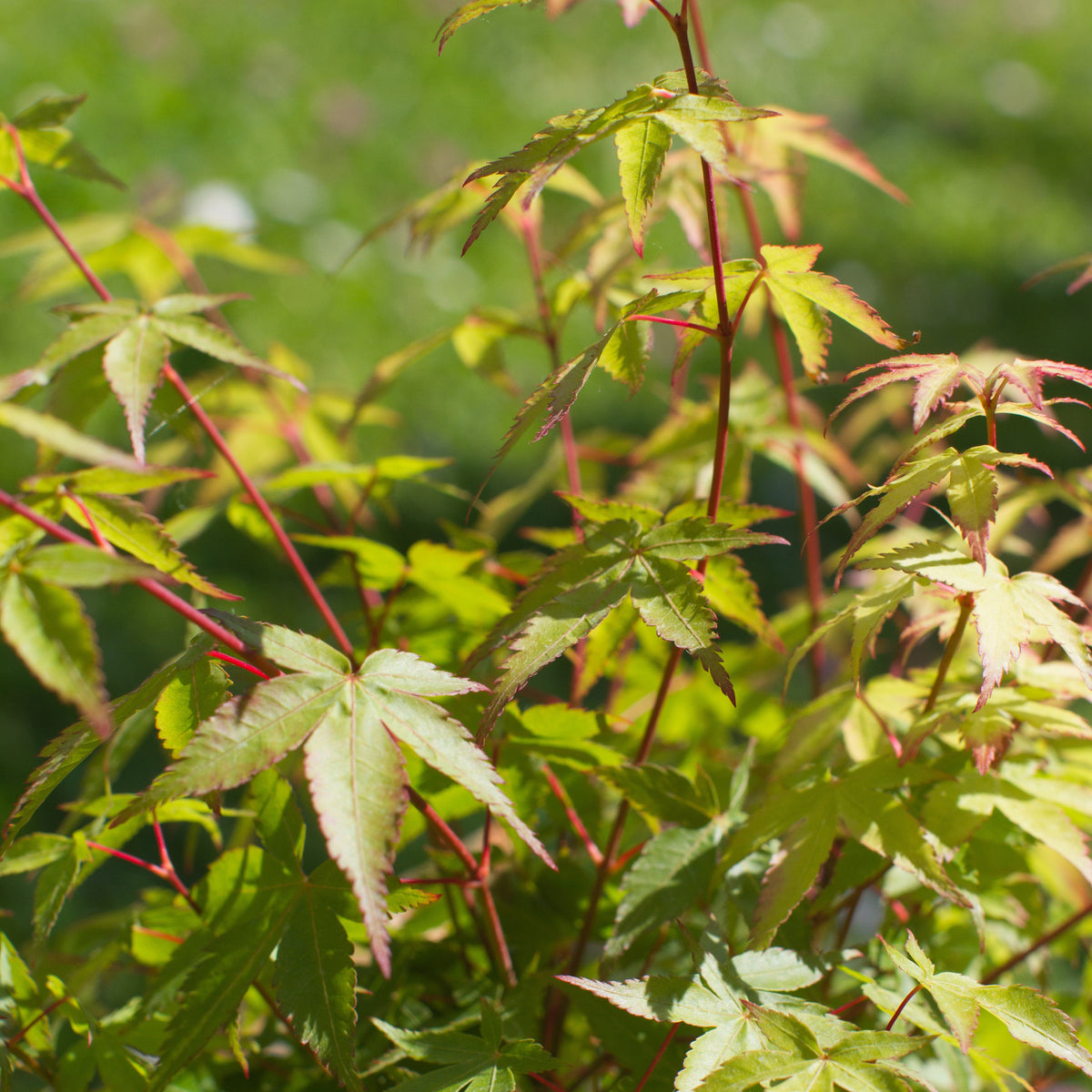 Erable du Japon Little Princess - Acer palmatum little princess - Willemse