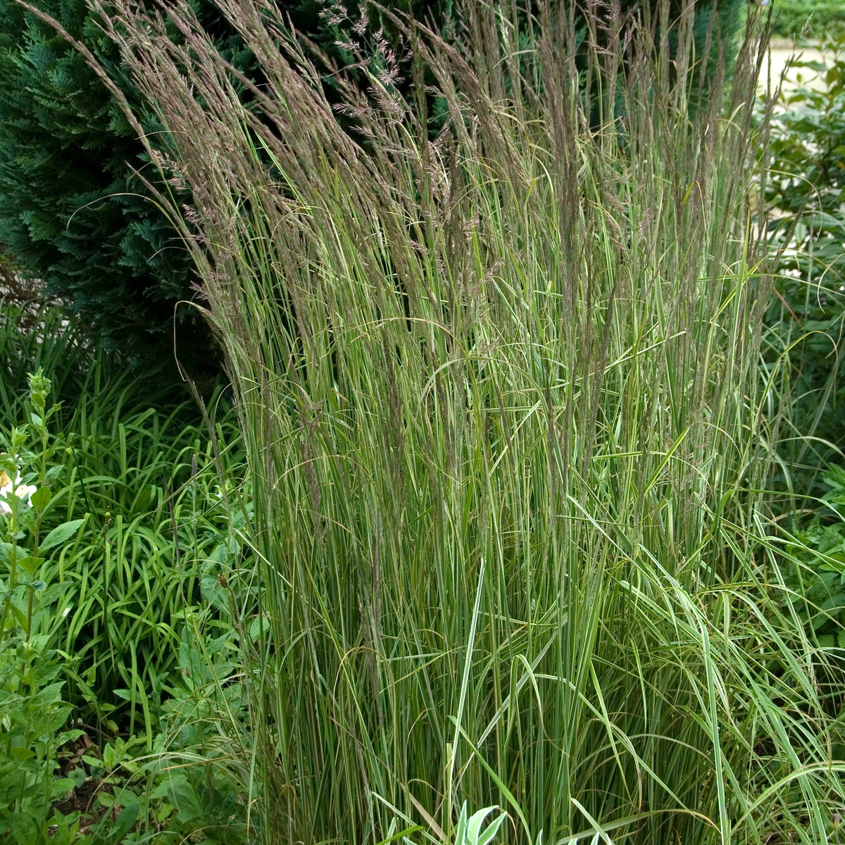 Calamagrostide panachée Overdam - Calamagrostis acutiflora overdam - Willemse