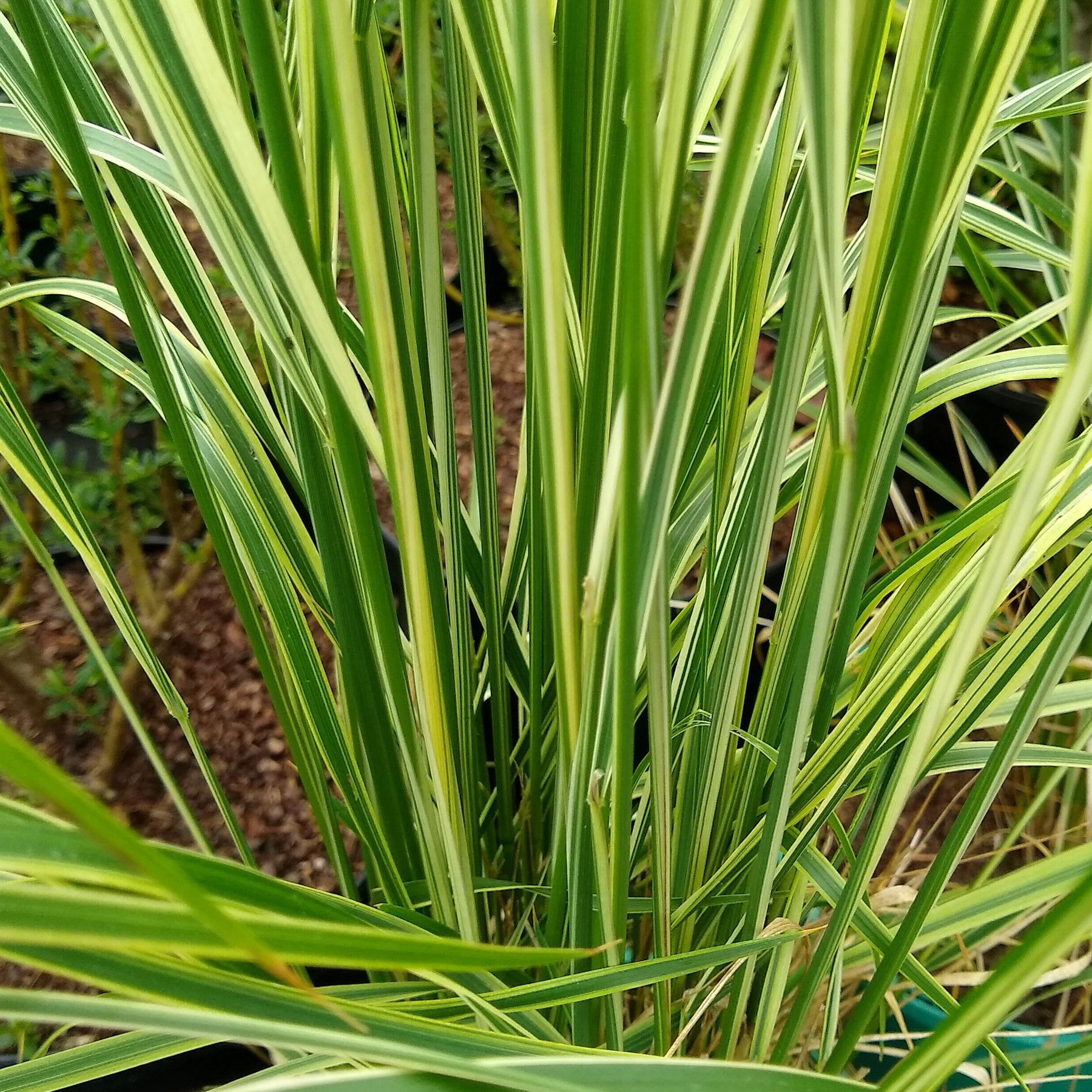 Calamagrostis acutiflora overdam - Calamagrostide panachée Overdam - Calamagrostis