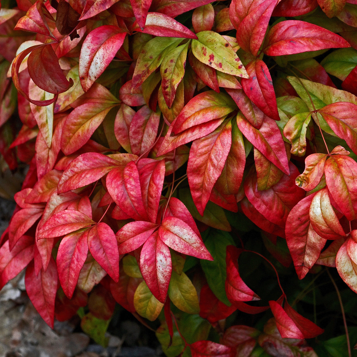 Bambou sacré rose Blush Pink ® - Nandina domestica Aka Blush Pink - Willemse