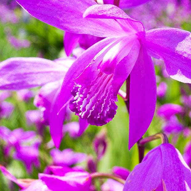 2 Orchidées Jacinthe - Willemse