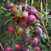 Prunier Reine Victoria - Willemse