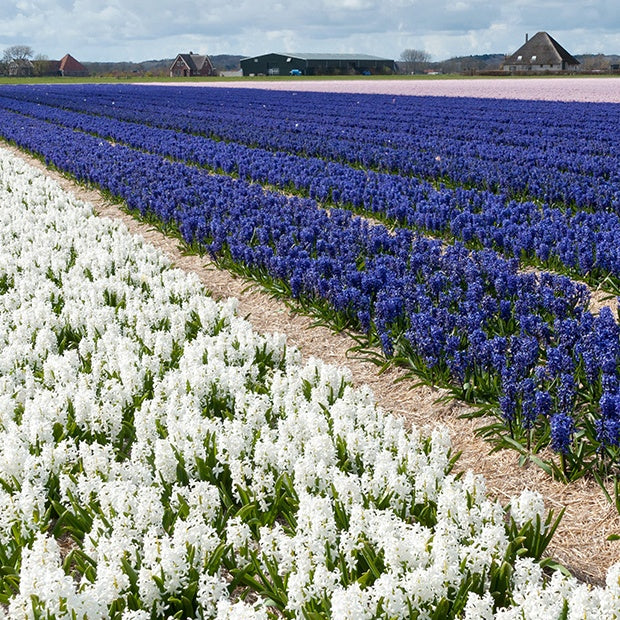 9 Jacinthes Harmonie blanches et bleues en mélange - Hyacinthus orientalis - Jacinthe