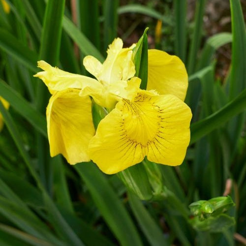 Iris des marais - Iris pseudacorus - Willemse