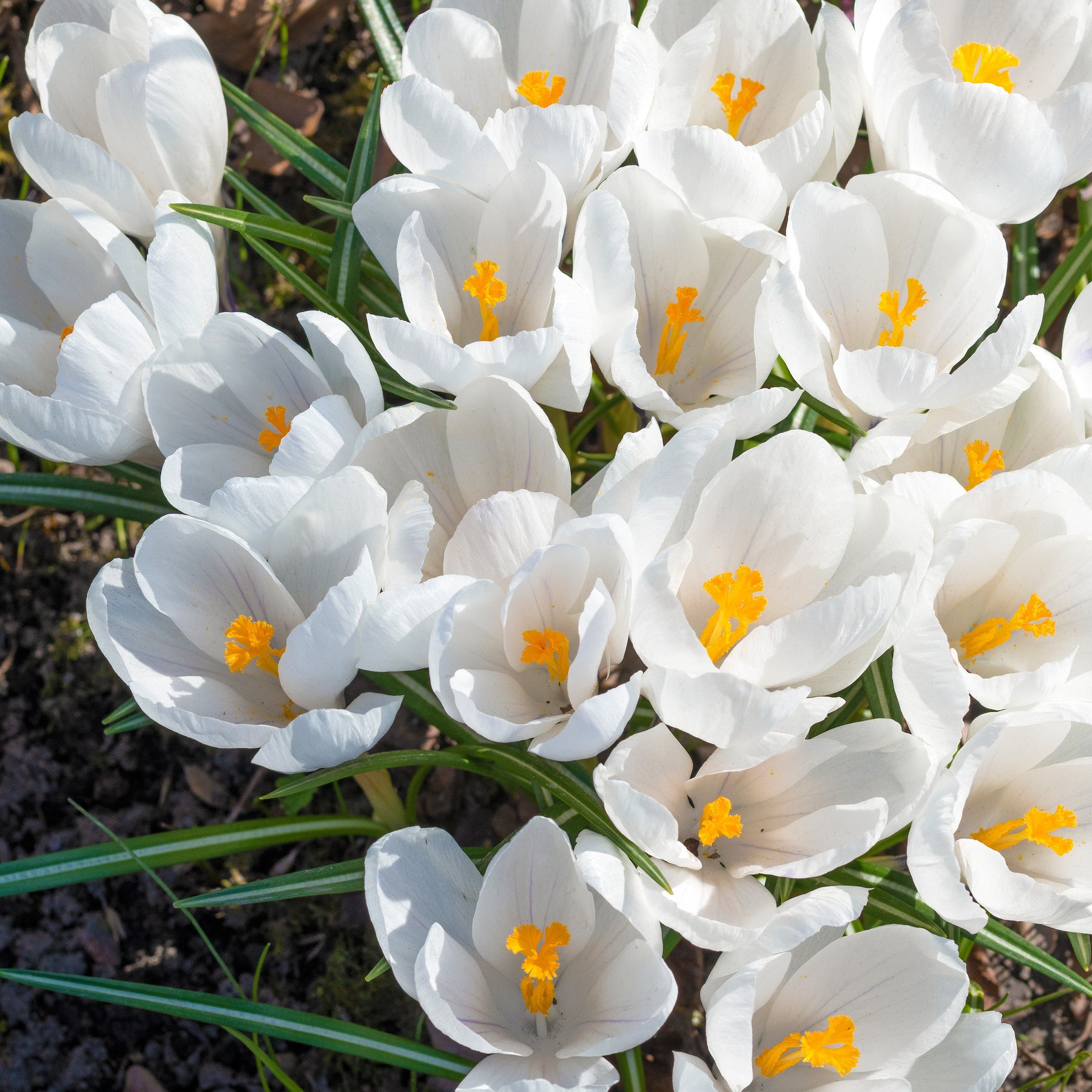 15 Crocus Jeanne d'Arc - Willemse