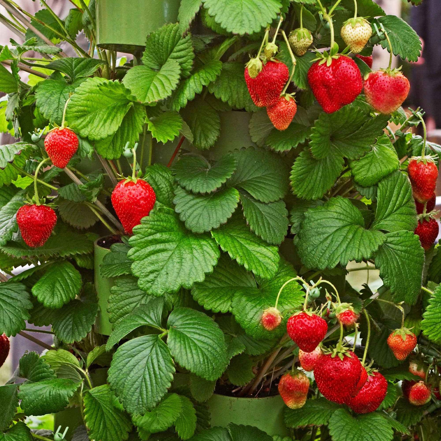 Fragaria maxim - 20 Fraisiers Maxim - Fraisiers