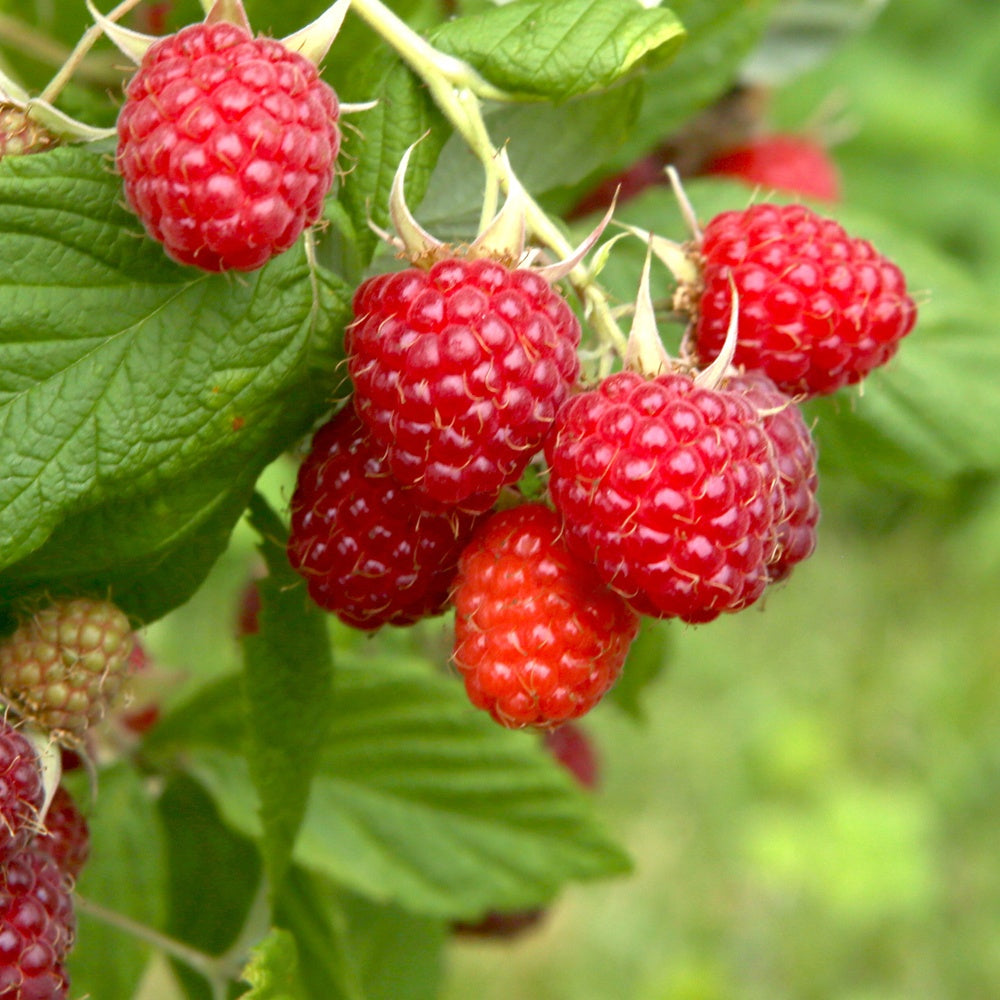 Framboisier 'Mailling Promise' - Rubus idaeus 'malling promise' - Fruitiers Arbres et arbustes