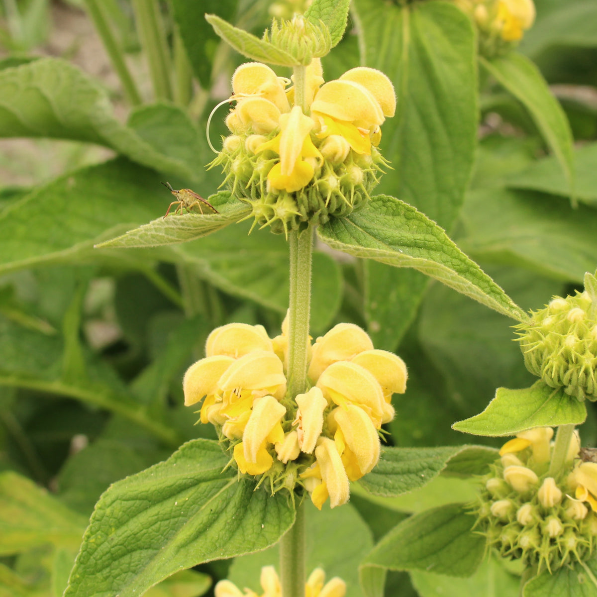 Sauge de Jérusalem - Phlomis russeliana - Willemse