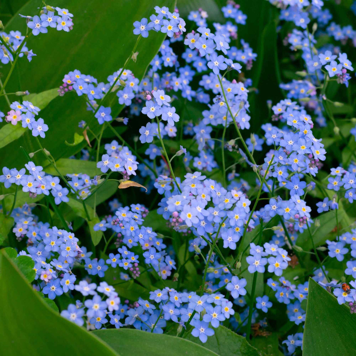 Myosotis des marais - Myosotis palustris - Willemse